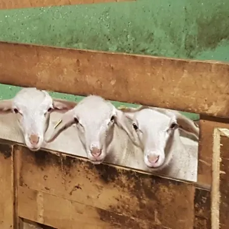 Bei Der Arve 4 Bett By Interhome Grindelwald